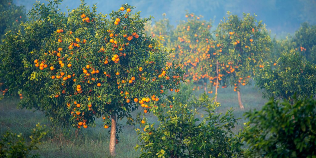 citrusy-ako-sa-starat-o-rastliny-rastlinkovo