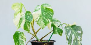 monstera-deliciosa-albo-variegata-rastlinkovo