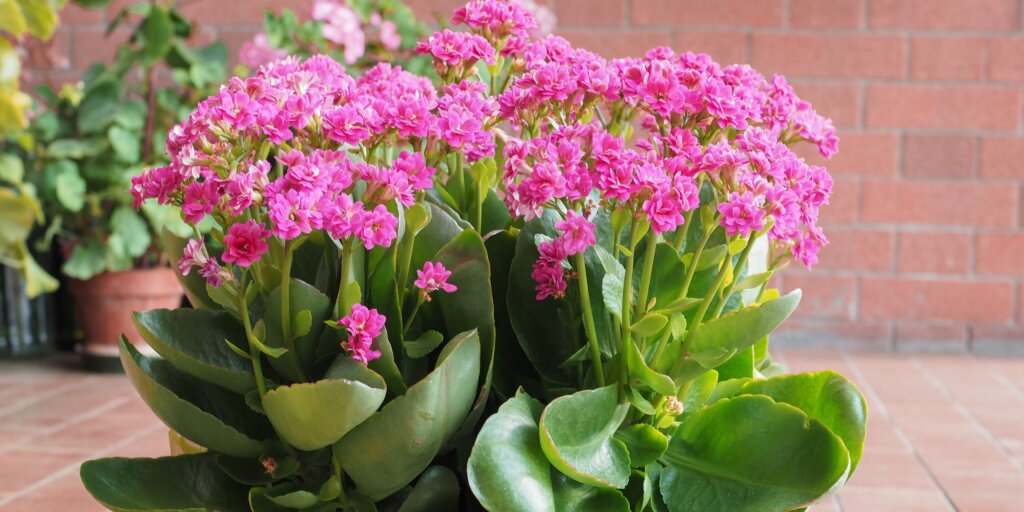 kalanchoe-rastlinkovo