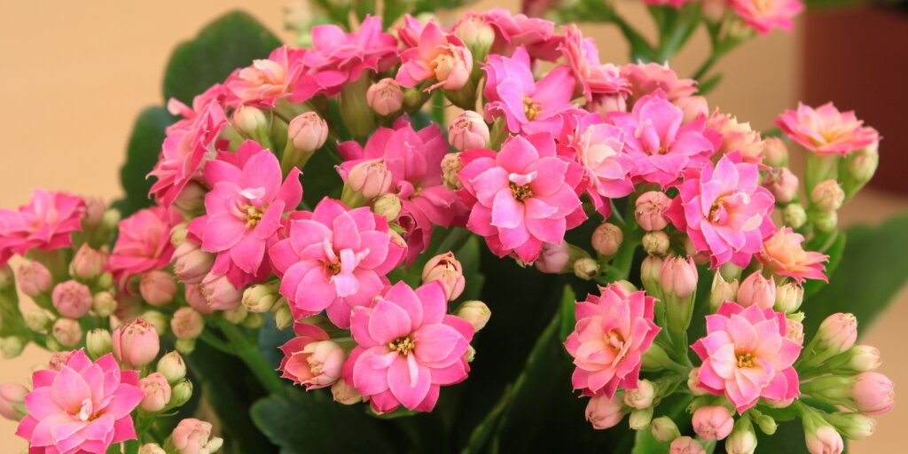 kalanchoe-rastlinkovo