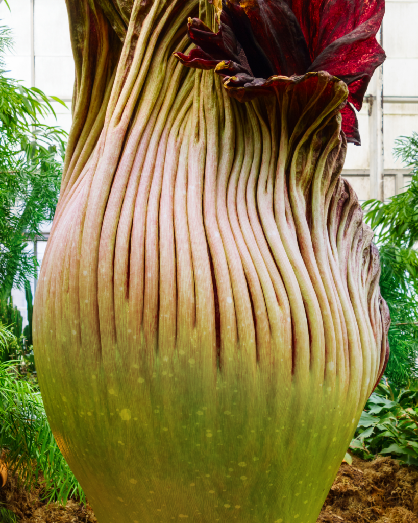 zmijovec-amorphophallus-titanum-obrovsky-rastlinkovo