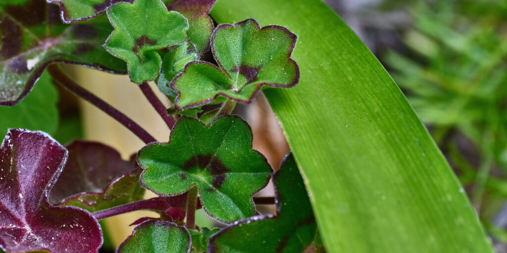 muskaty-pelargonie-rastlinkovo