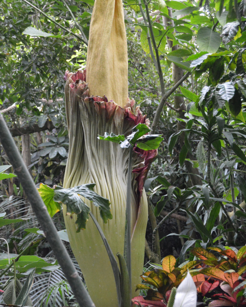 zmijovec-amorphophallus-titanum-obrovsky-rastlinkovo