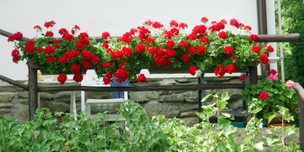 muskaty-pelargonie-rastlinkovo