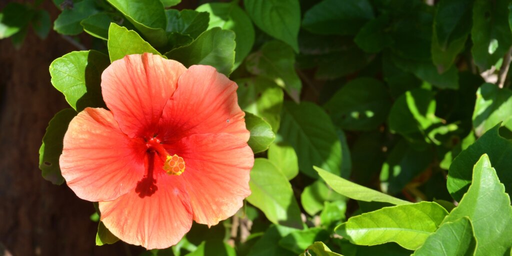 hibiscus-ibistek-cinska-ruza-rastlinkovo