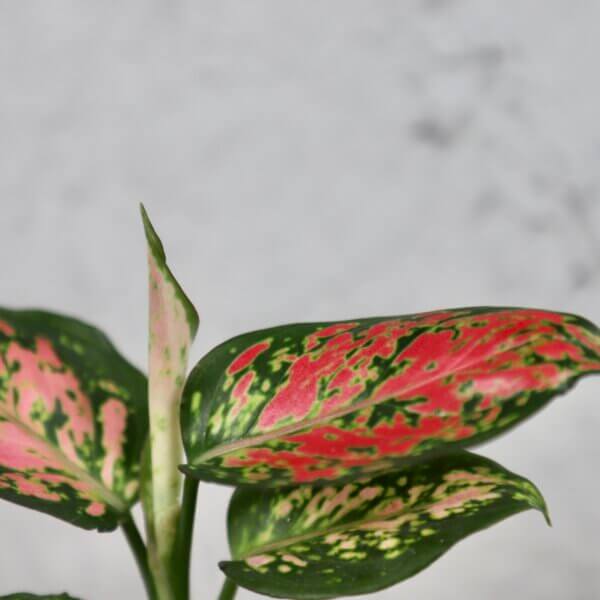 aglaonema-red-valentine-rastlinkovo