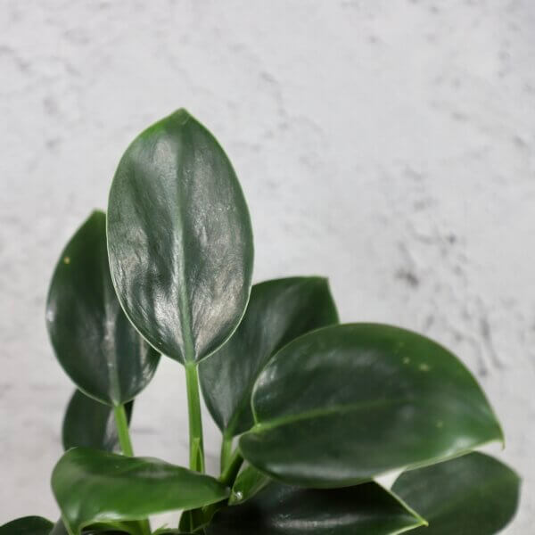 philodendron-green-princess-rastlinkovo