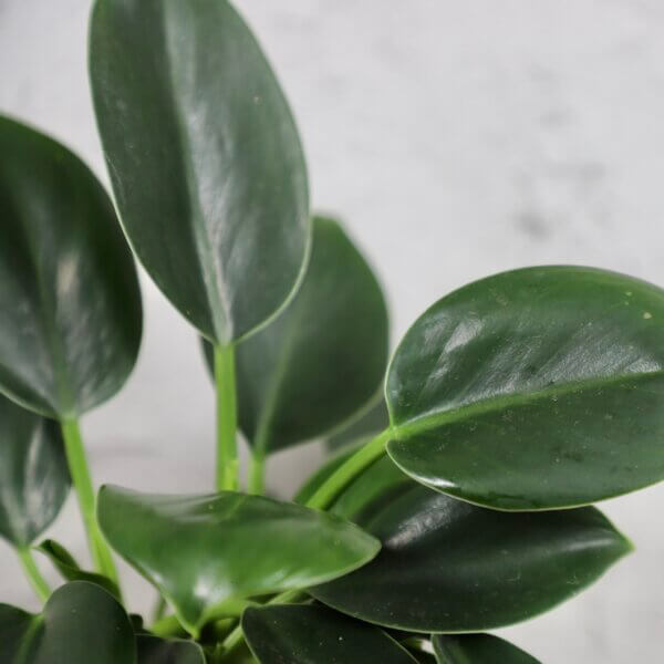 philodendron-green-princess-rastlinkovo