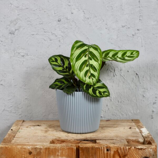 Prosperplast-plastovy-kvetinac-Milly-round-light-grey-calathea-makoyana-rastlinkovo