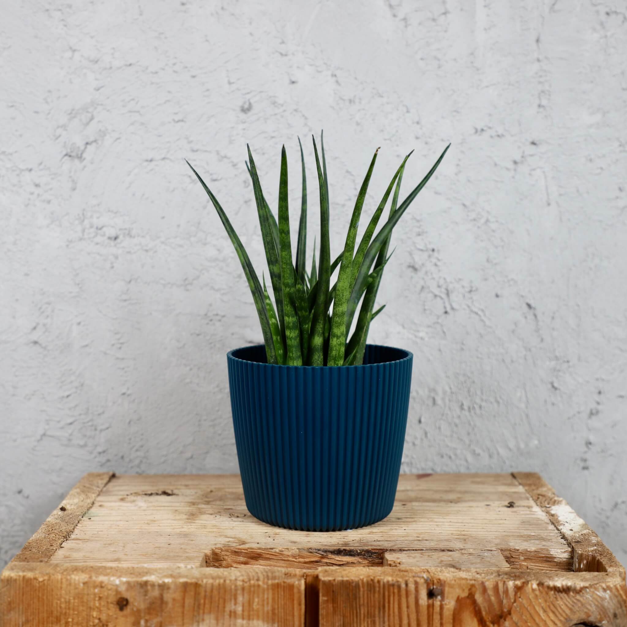 Prosperplast-plastovy-kvetinac-Milly-round-ocean-blue-sansevieria-mikado-svokrine-jazyky-rastlinkovo