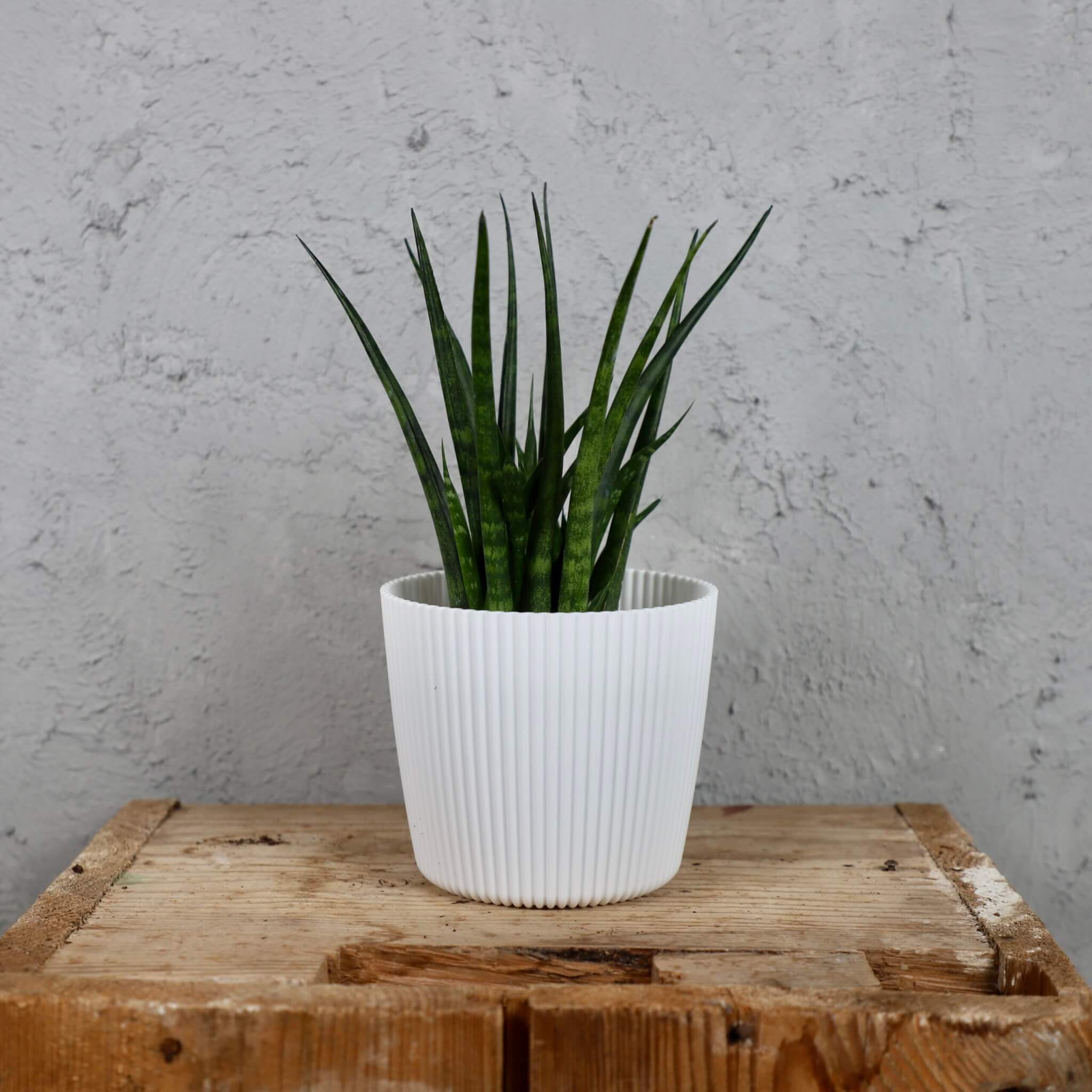 Prosperplast-plastovy-kvetinac-Milly-round-white-sansevieria-mikado-svokrine-jazyky-rastlinkovo