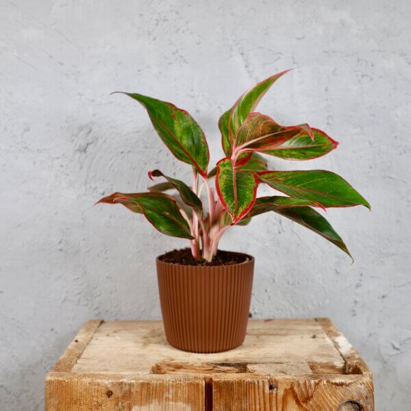 Prosperplast-plastovy-kvetinac-Milly-round-rustic-brick-aglaonema-anyamanee-rastlinkovo