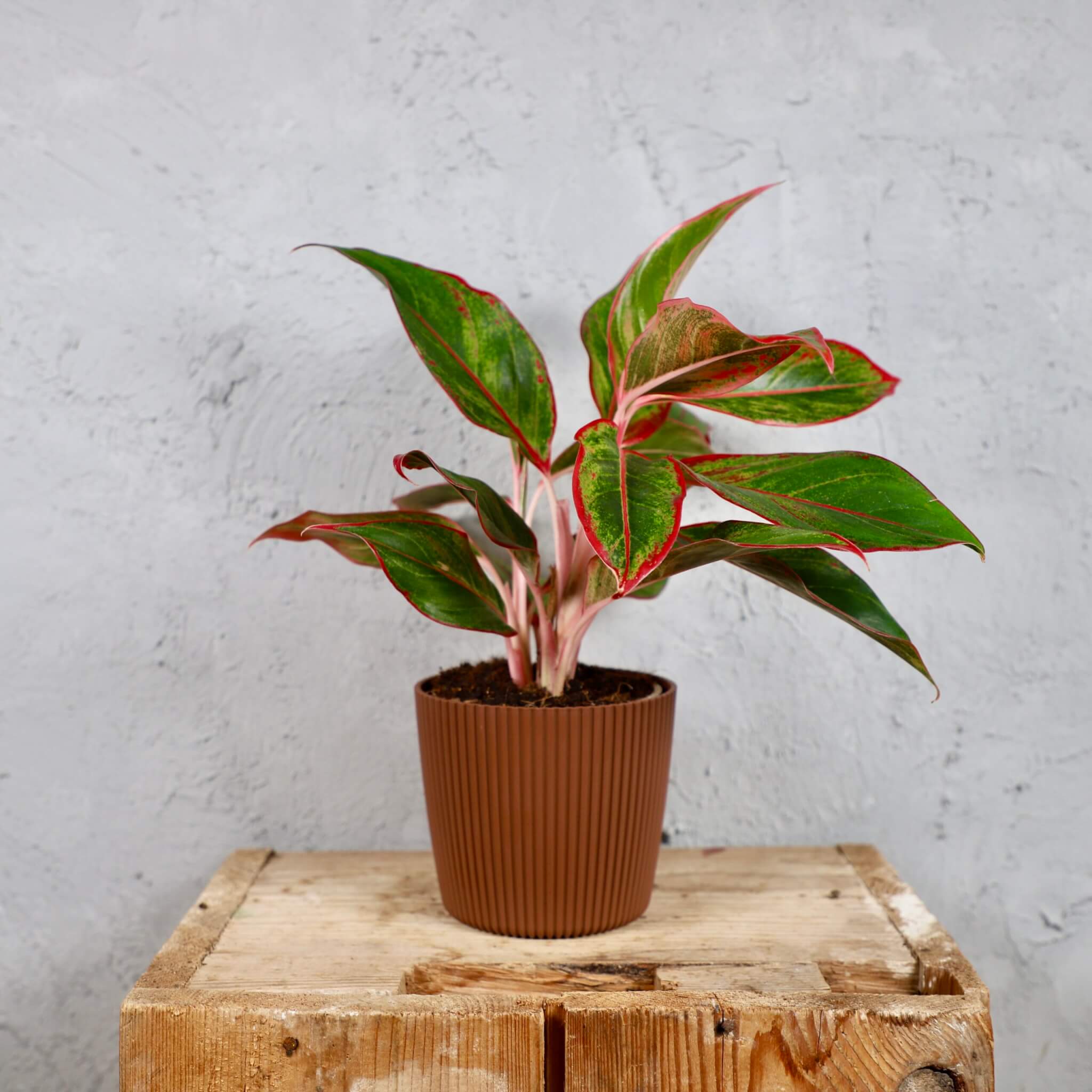 Prosperplast-plastovy-kvetinac-Milly-round-rustic-brick-aglaonema-anyamanee-rastlinkovo