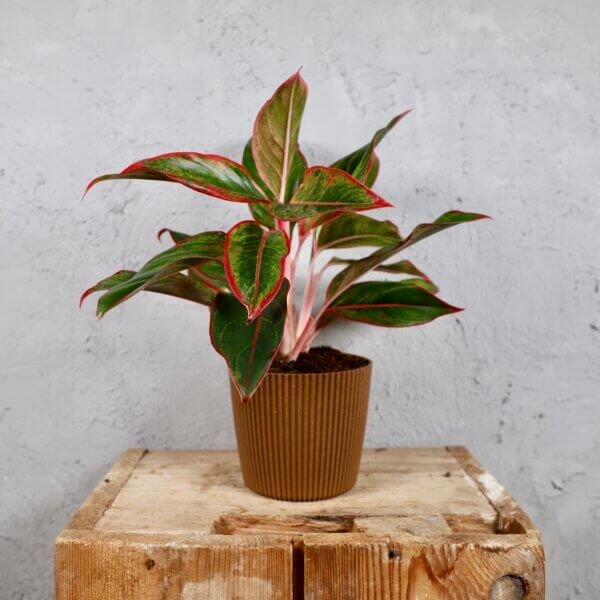 Prosperplast-plastovy-kvetinac-Milly-round-eco-wood-aglaonema-anyamanee-rastlinkovo