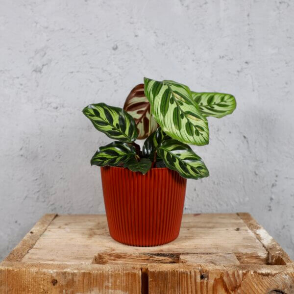 Prosperplast-plastovy-kvetinac-Milly-round-copper-calathea-makoyana-rastlinkovo