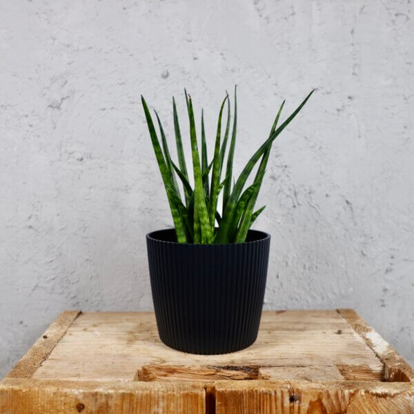 Prosperplast-plastovy-kvetinac-Milly-round-antracit-sansevieria-mikado-svokrine-jazyky-rastlinkovo