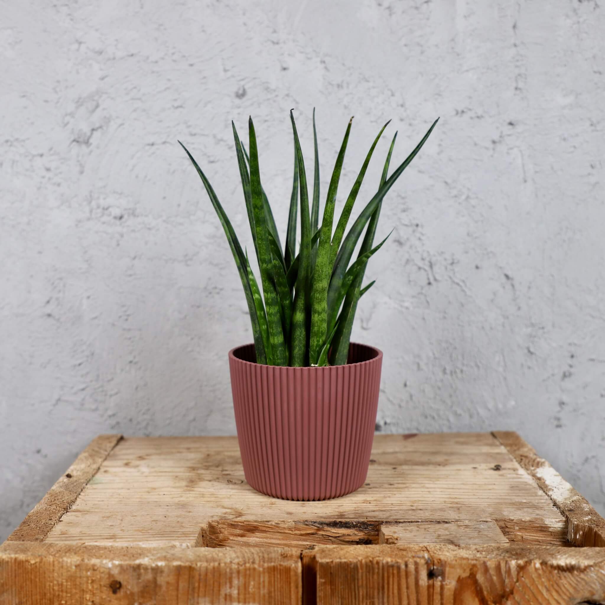 Prosperplast-plastovy-kvetinac-Milly-round-marsala-sansevieria-mikado-svokrine-jazyky-rastlinkovo