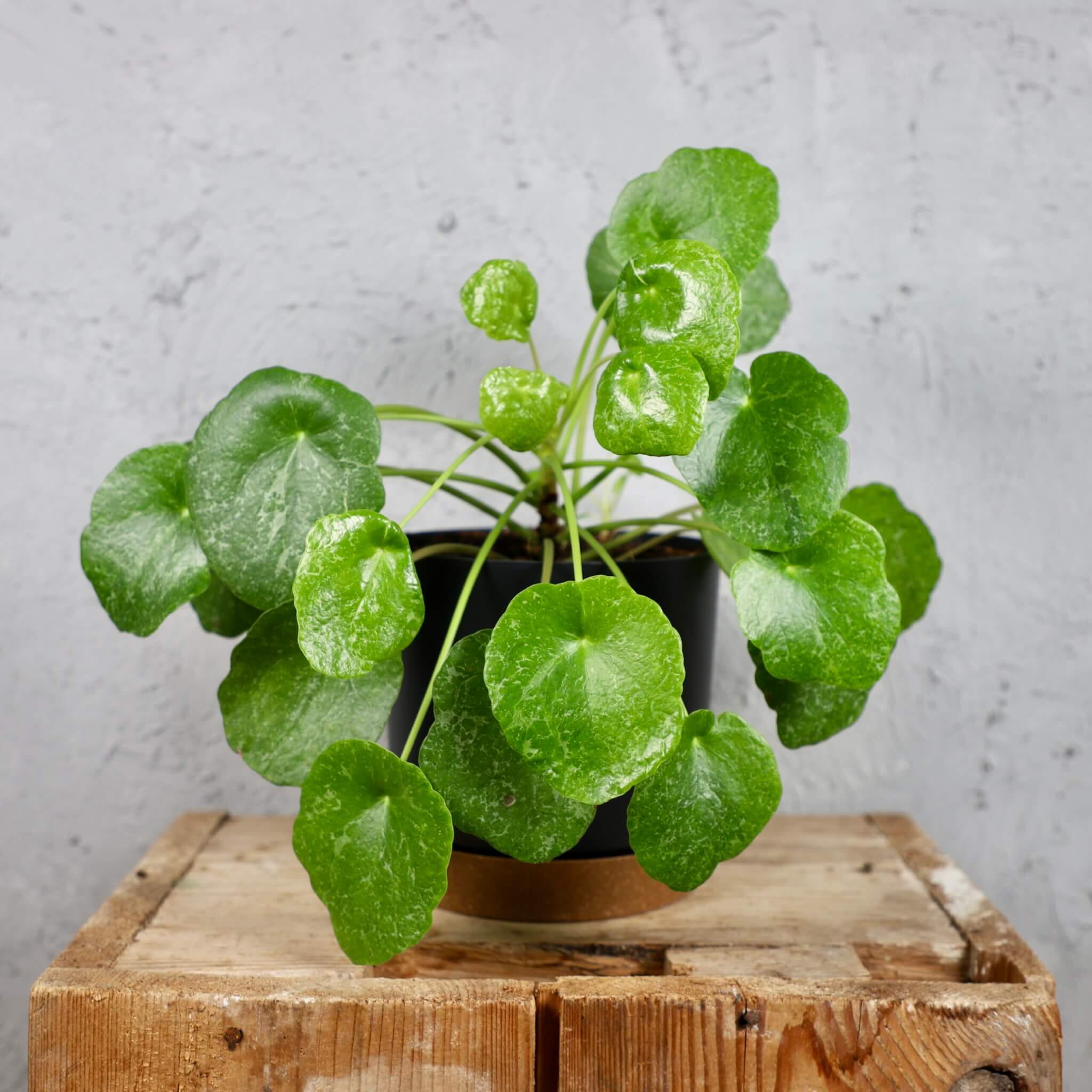 Prosperplast-plastovy-kvetinac-Tubo-PM-antracit-pilea-peperomioides-sugar-rastlinkovo