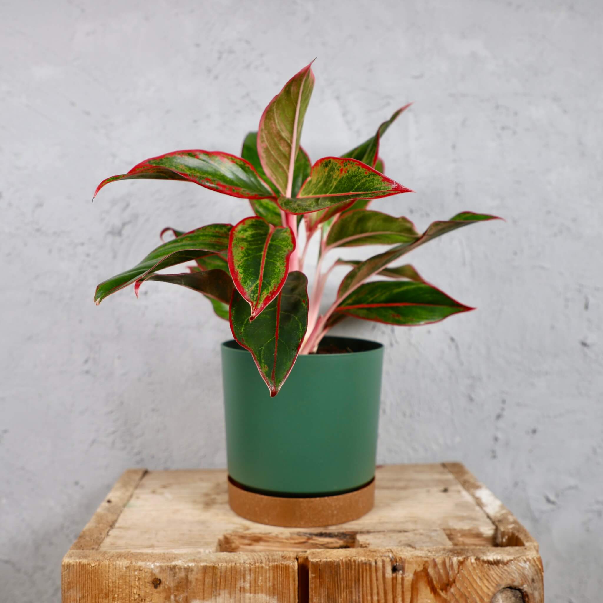 Prosperplast-plastovy-kvetinac-Tubo-PM-pine-green-aglaonema-anyamanee-rastlinkovo