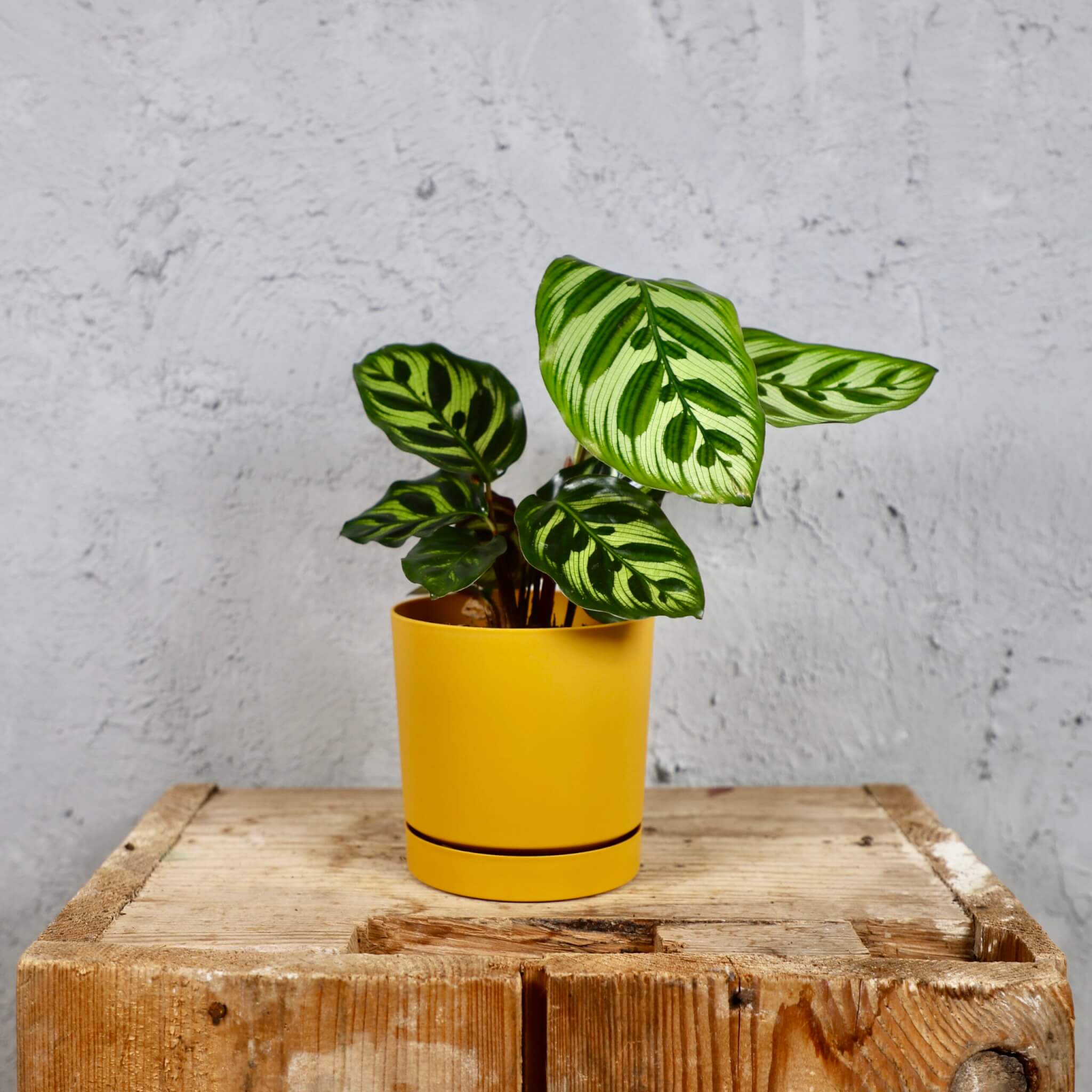 Prosperplast-plastovy-kvetinac-Tubo-P-mustard-calathea-makoyana-rastlinkovo