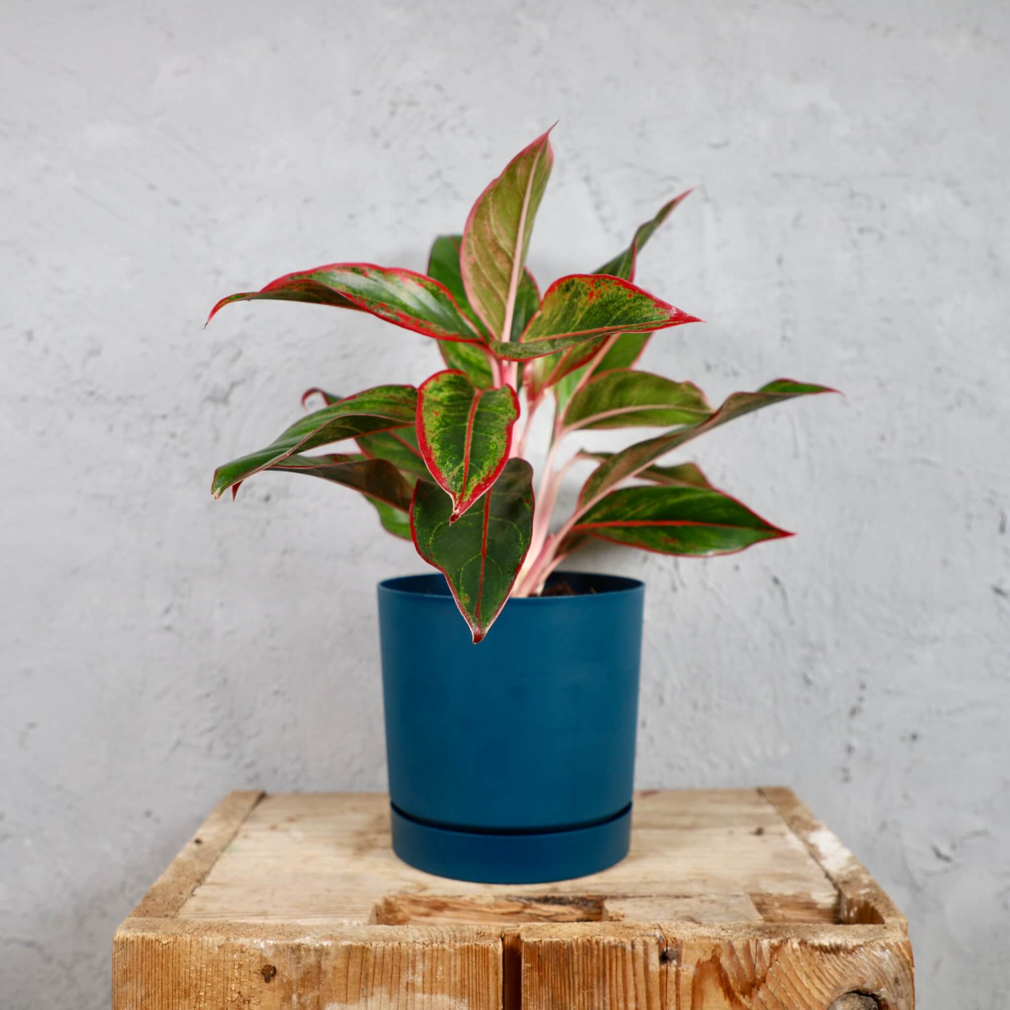 Prosperplast-plastovy-kvetinac-Tubo-P-ocean-blue-aglaonema-anyamanee-rastlinkovo