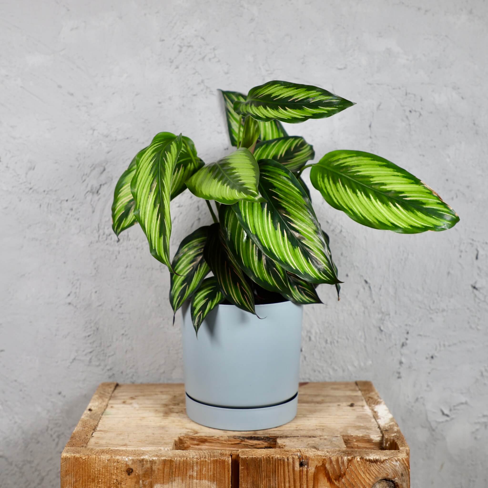 Prosperplast-plastovy-kvetinac-Tubo-P-light-grey-calathea-beautystar-rastlinkovo