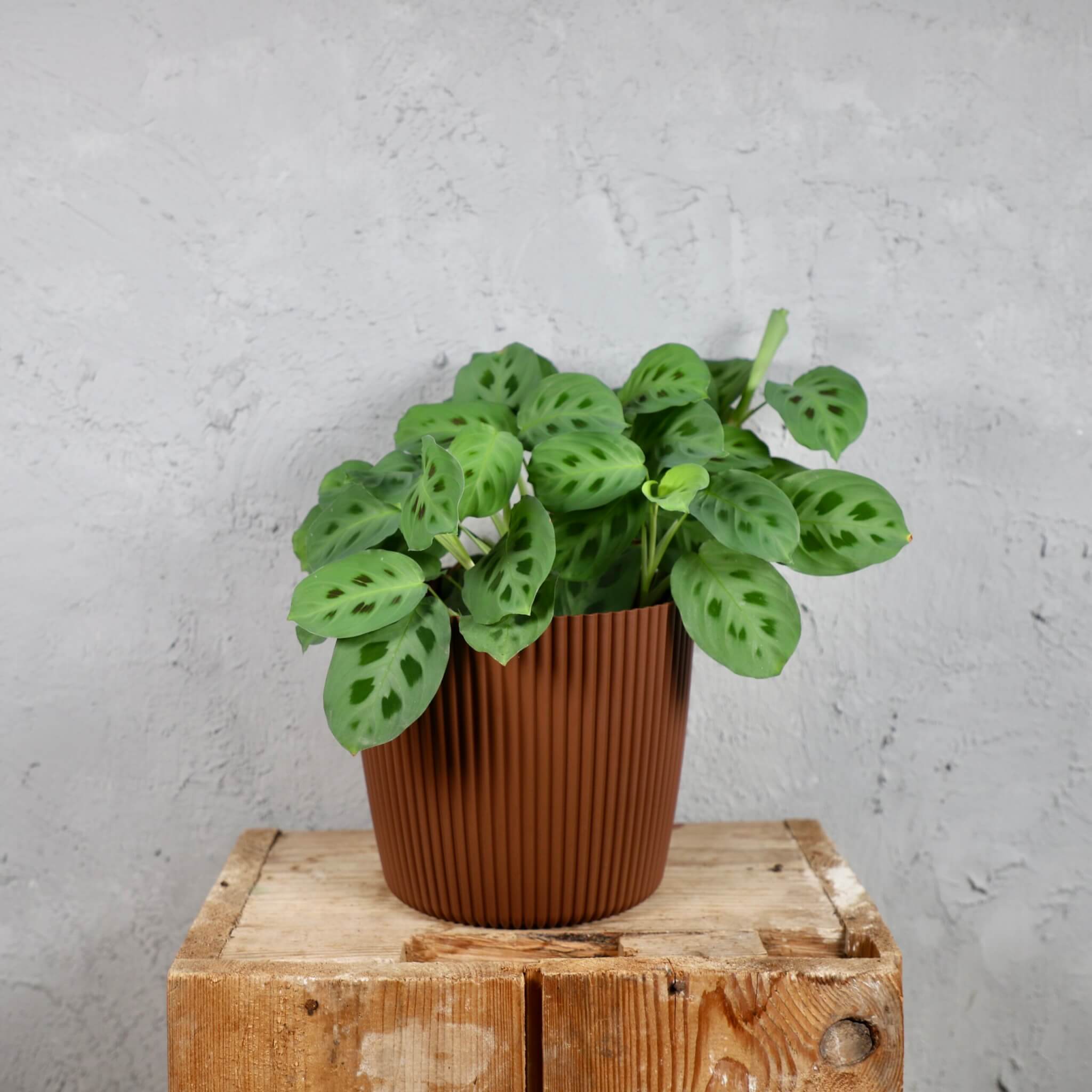 Prosperplast-plastovy-kvetinac-Milly-round-rustic-brick-maranta-kerchoveana-rastlinkovo