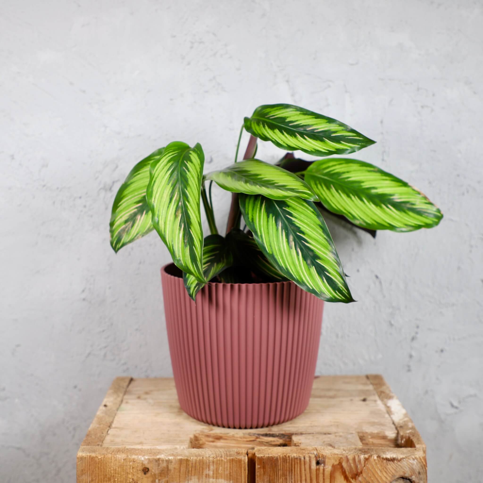 Prosperplast-plastovy-kvetinac-Milly-round-marsala-calathea-beautystar-rastlinkovo