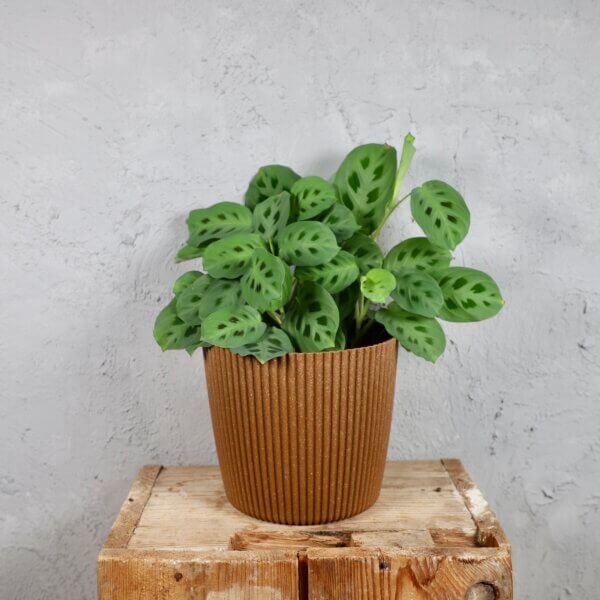 Prosperplast-plastovy-kvetinac-Milly-round-eco-wood-maranta-kerchoveana-rastlinkovo