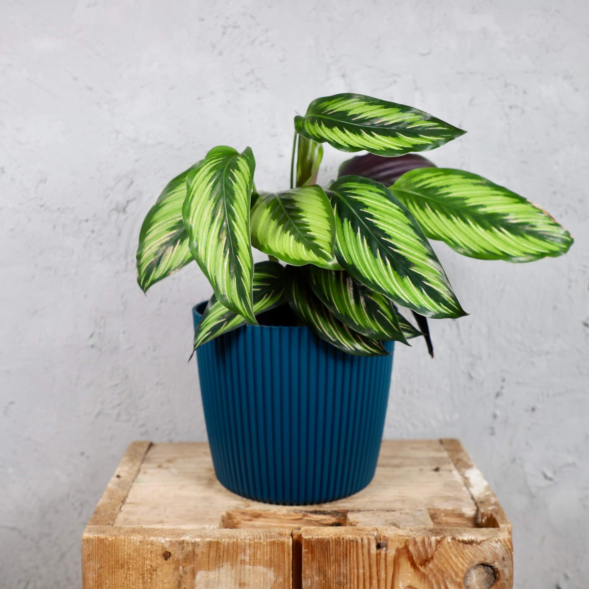 Prosperplast-plastovy-kvetinac-Milly-round-ocean-blue-calathea-beautystar-rastlinkovo