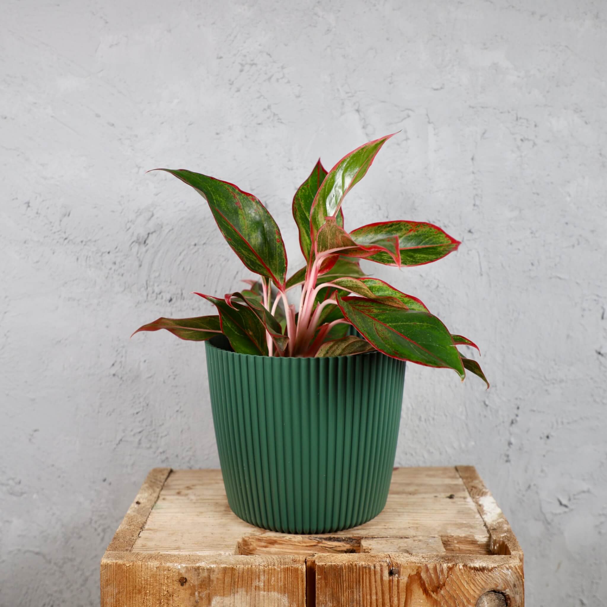 Prosperplast-plastovy-kvetinac-Milly-round-pine-green-aglaonema-anyamanee-rastlinkovo