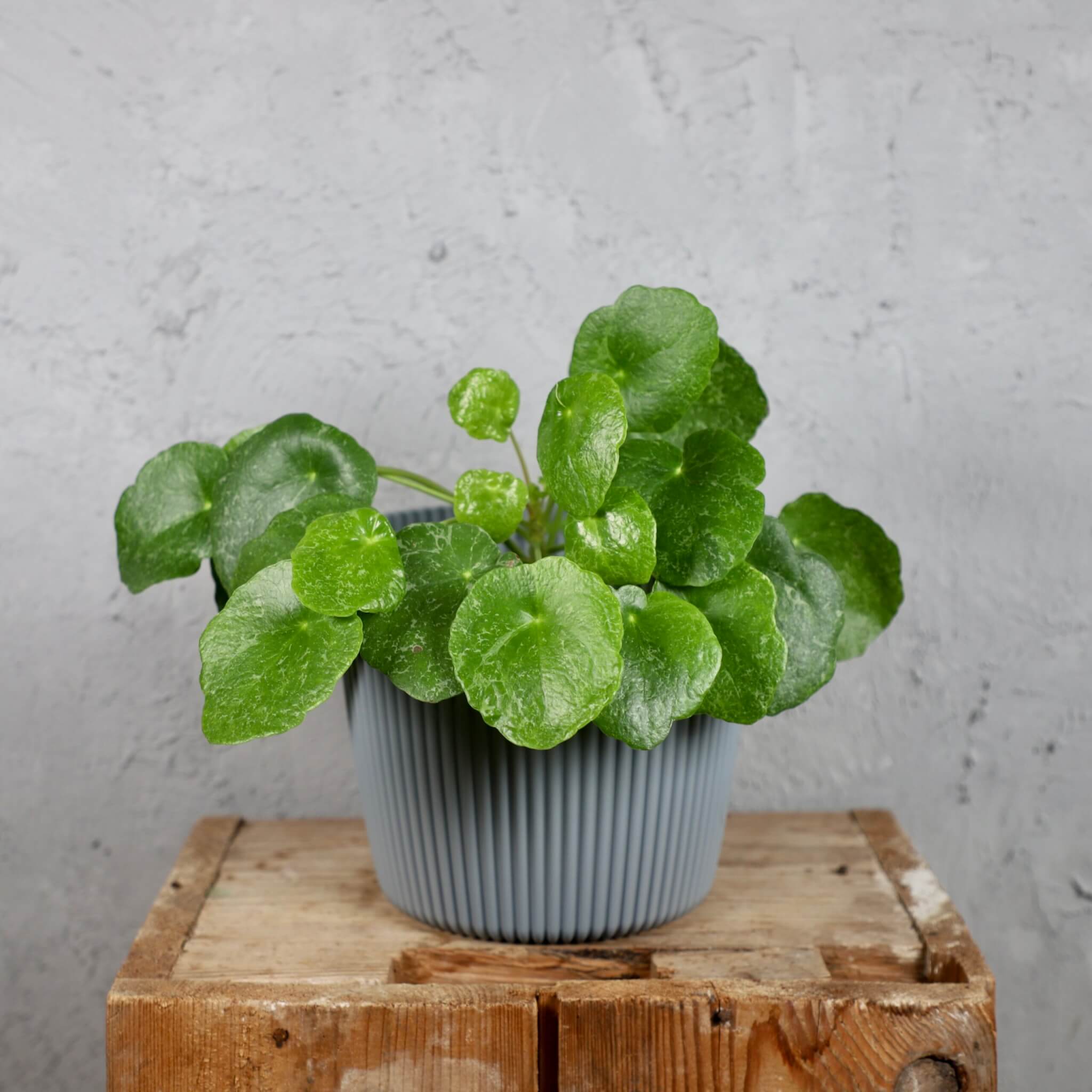 Prosperplast-plastovy-kvetinac-Milly-round-light-grey-pilea-peperomioides-sugar-rastlinkovo