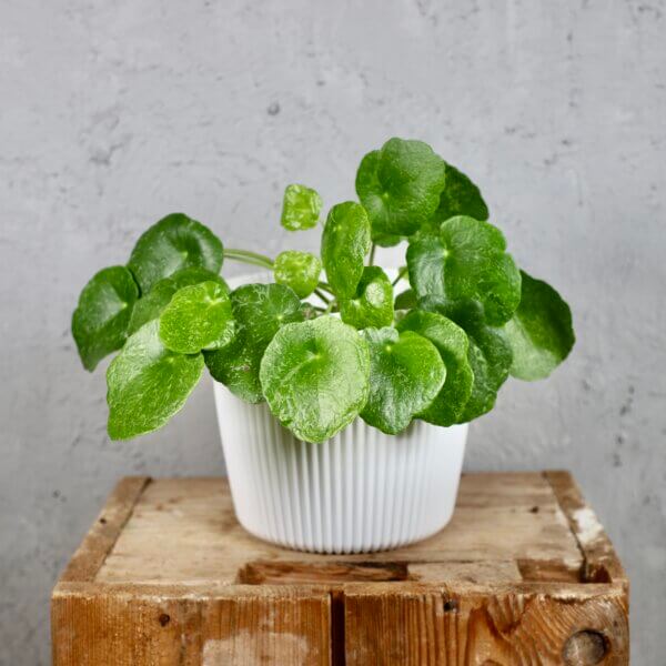 Prosperplast-plastovy-kvetinac-Milly-round-white-pilea-peperomioides-sugar-rastlinkovo