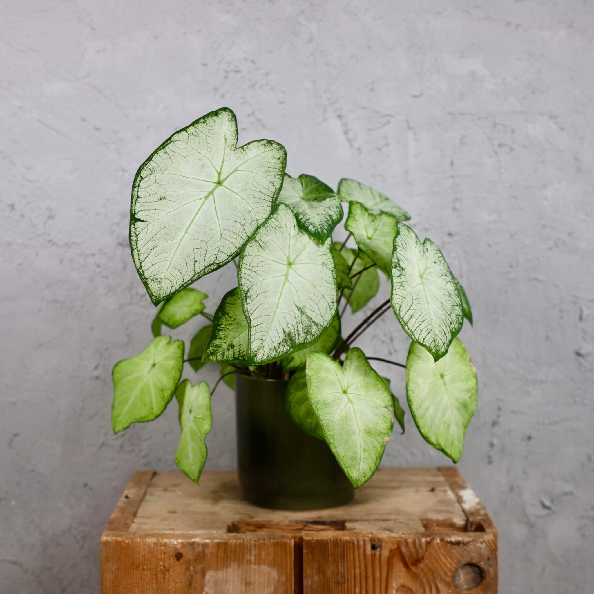 kvetinac-sophie-green-caladium-bicolour-rastlinkovo