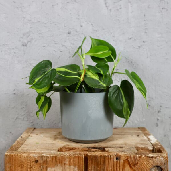 Prosperplast-plastovy-kvetinac-Tubo-beton-effect-philodendron-brasil-rastlinkovo