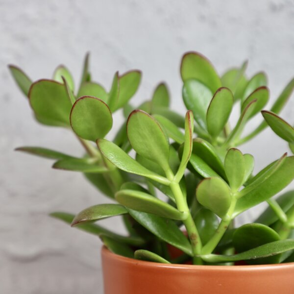 crassula-tucnolist-rastlinkovo