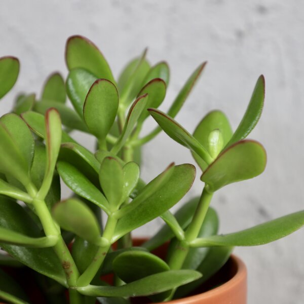 crassula-tucnolist-rastlinkovo