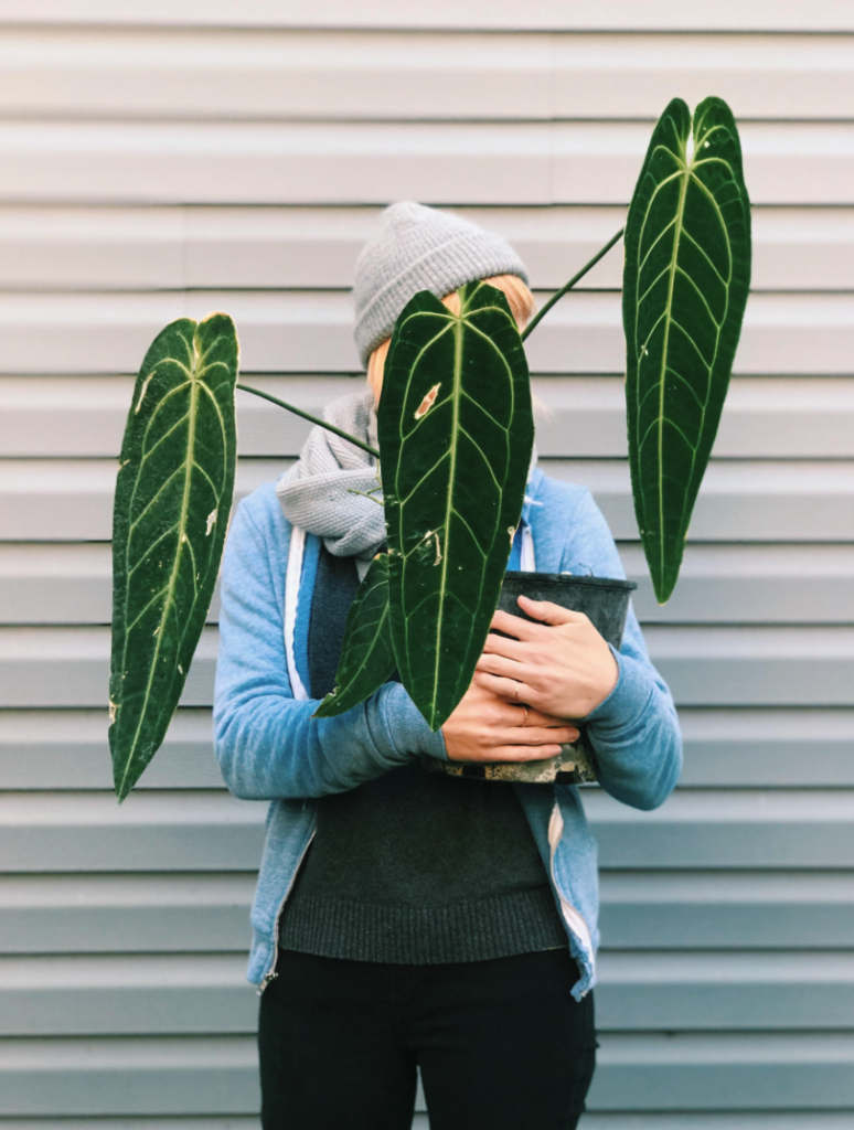 anthurium-warocqueanum-rastlinkovo