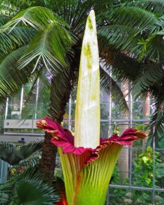 zmijovec-amorphophallus-titanum-obrovsky-rastlinkovo