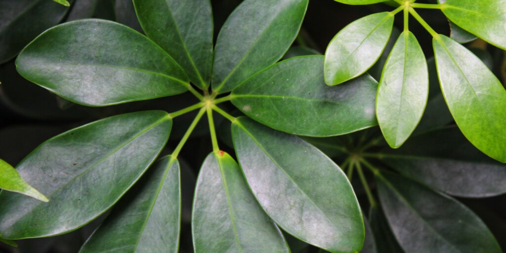 schefflera-seflera-starostlivost-pestovanie-rastlinkovo