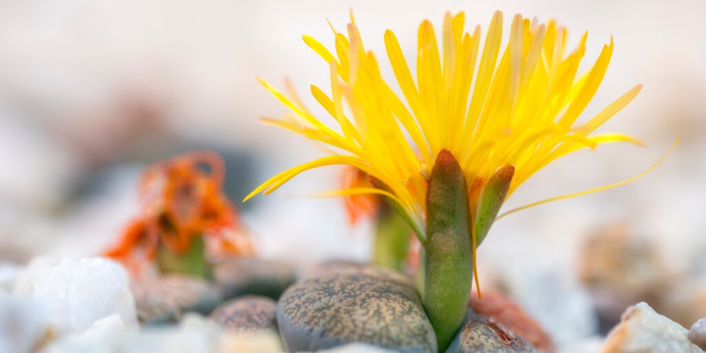 lithops-zive-kamene-rastlinkovo