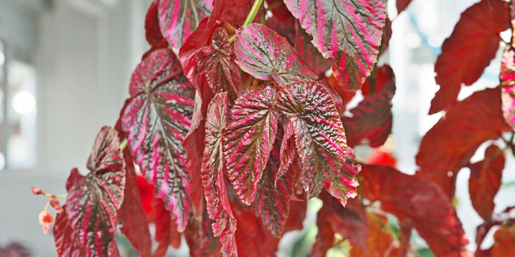 begonia-starostlivost-rastlinkovo