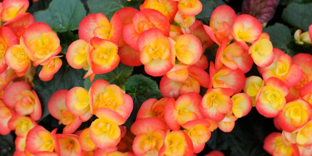 begonia-starostlivost-rastlinkovo