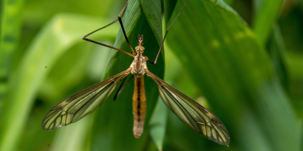 tipula-rastlinkovo