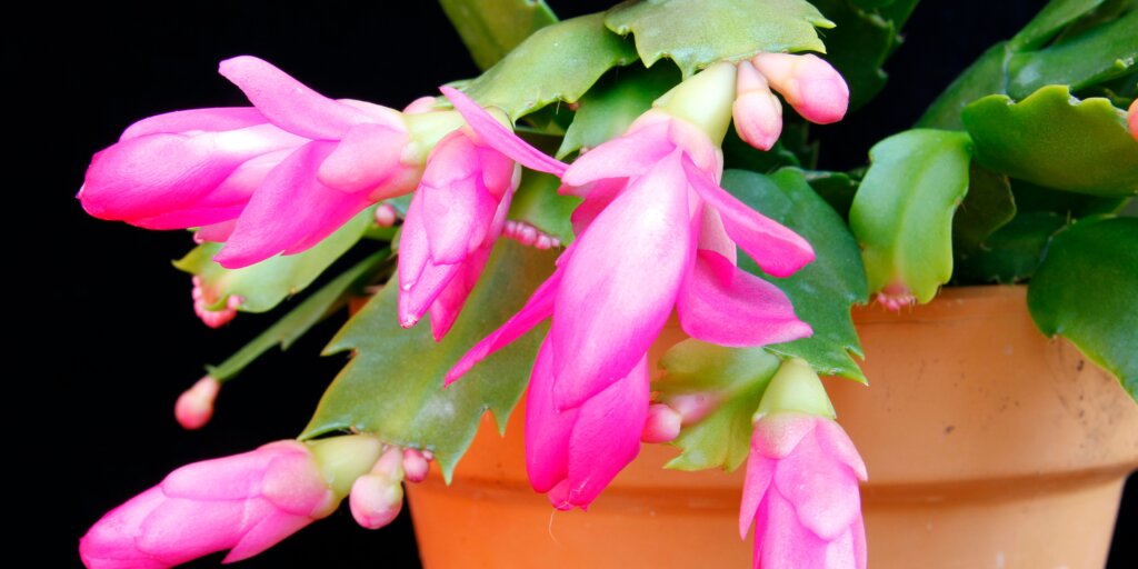 schlumbergera-vianocny-kaktus-pestovanie-rastlinkovo