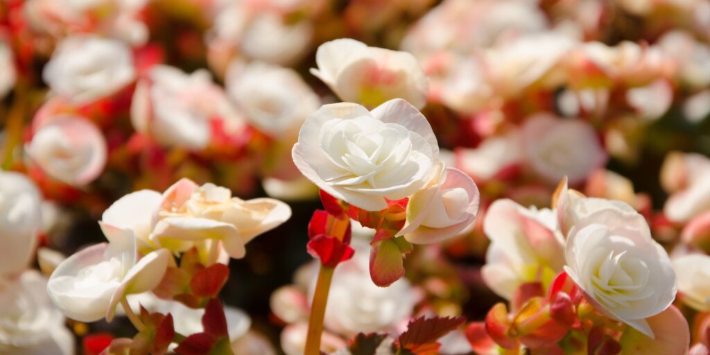 begonia-starostlivost-rastlinkovo