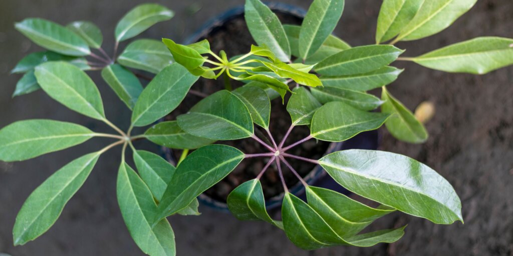 schefflera-seflera-starostlivost-pestovanie-rastlinkovo