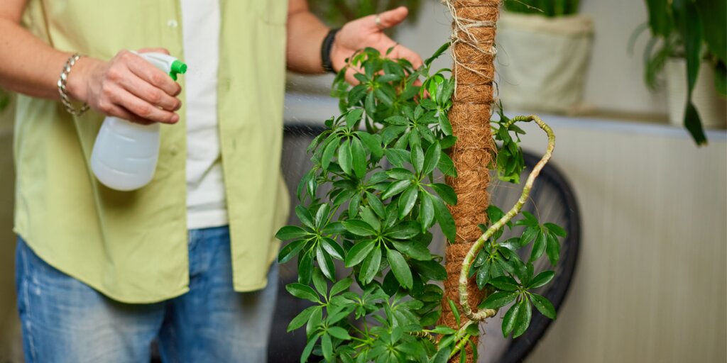 schefflera-seflera-starostlivost-pestovanie-rastlinkovo