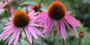 echinacea-trapatka-rastlinkovo