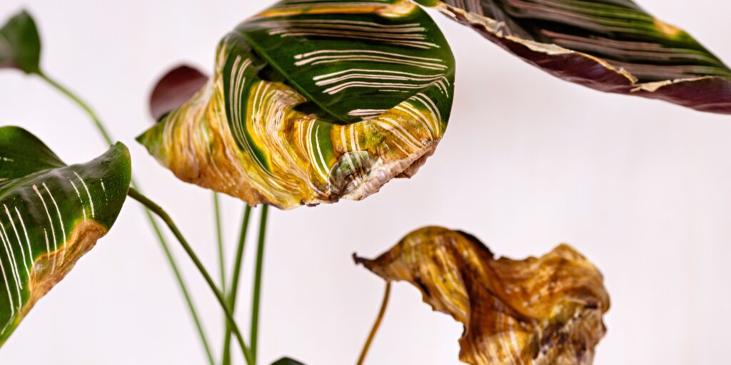 suche-listy-calathea-rastlinkovo